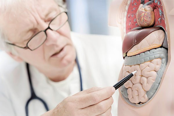 Darmbakterien - ein Ökosystem.