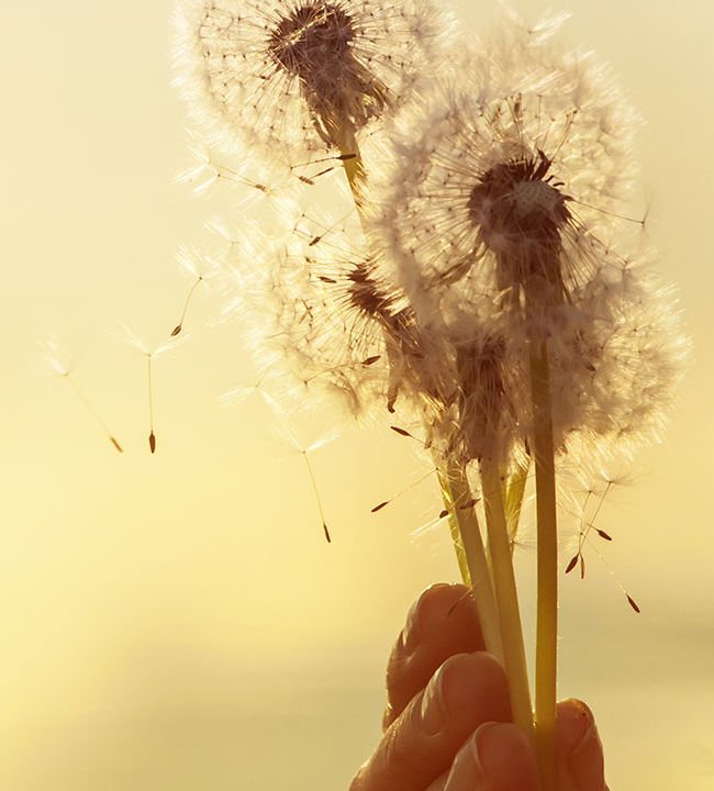 Auto&shy;immun&shy;erkran&shy;kungen und Allergien